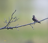 Northern Rough winged Swallow 1588